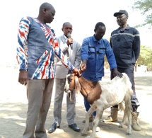 N'Djamena : La mairie du 9ᵉ arrondissement distribue des moutons aux leaders religieux