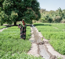 Tchad : Le PAM redonne vie aux terres tchadiennes, grâce au soutien américain