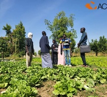 Tchad : Les jeunes agripreneurs plongent au cœur de l'agriculture urbaine