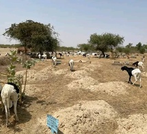 Tchad - Lamadji : Un cimetière livré aux animaux