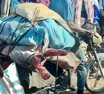 Tchad : les règles d’hygiène bafouées dans le transport de la viande