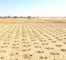 Le Zaï, une technique ancestrale au service de l'agriculture tchadienne