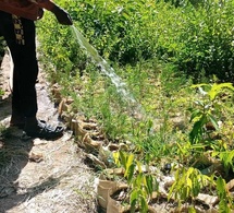 Tchad : environnement, la gestion du jardinage est un défi de taille