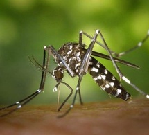 Tchad : l'abondance de moustiques à l'entame de la saison sèche, un phénomène étrange