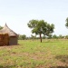 Forêt Mayo Kebbi Ouest